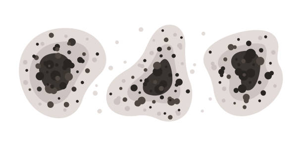 Best Comprehensive Air Testing for Mold Contaminants  in Happy Valley, OR